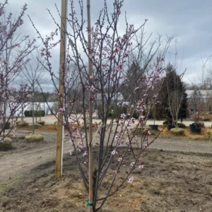 Trees (14)