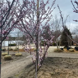 Trees (15)