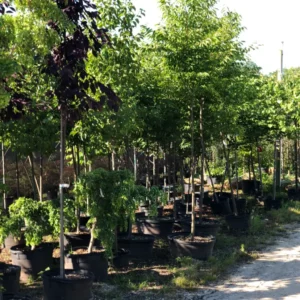 Trees (16)