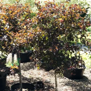 Trees (2).1
