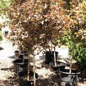 Trees (3)