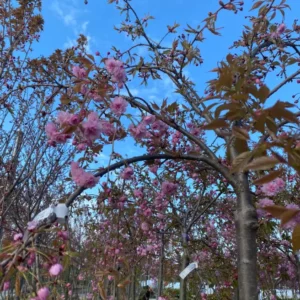 Trees (5)