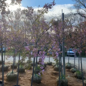 Trees (6)