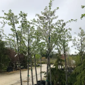 Trees (7)