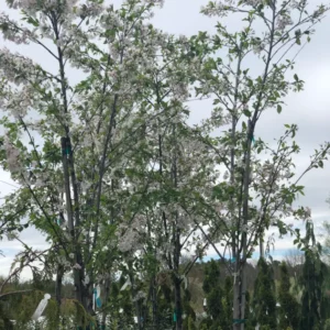Trees (9)